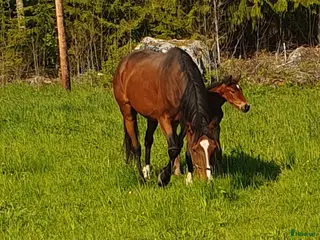 hästar FDA travhäst i Stöde - Annons 1