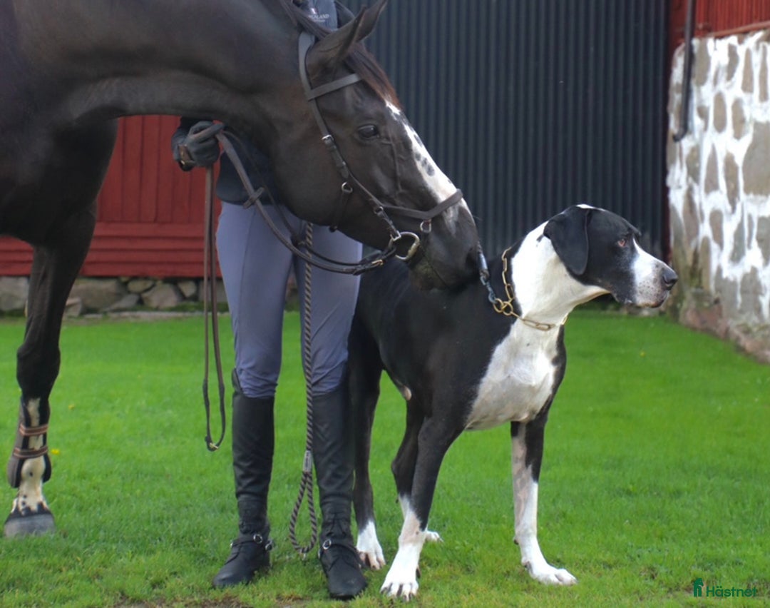  medryttarhäst finnes: Medryttare sökes till Helge 1–2 gånger i veckan i Hanaskog - Annons 3