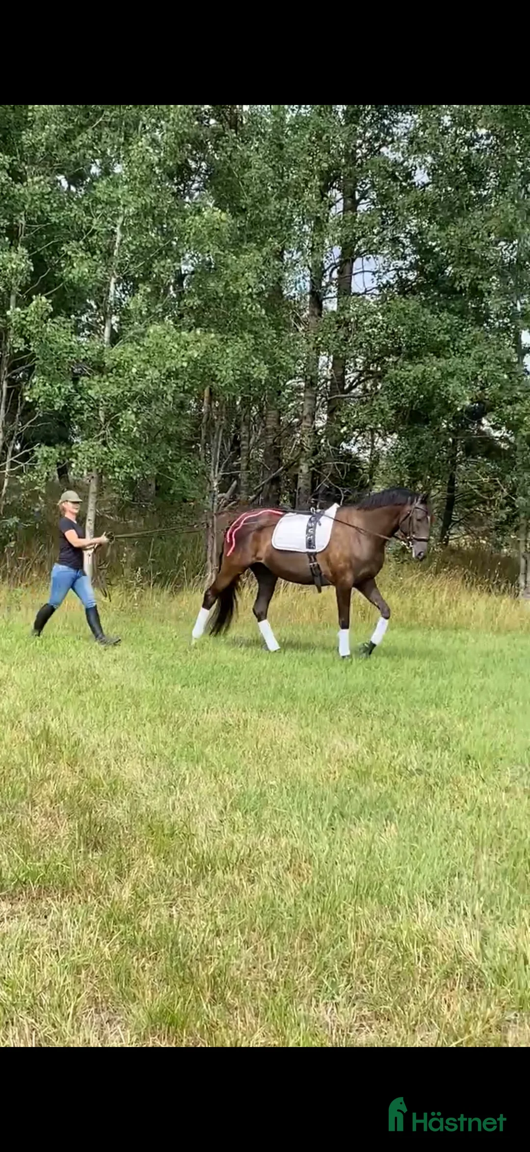  stallplats finnes: Fullservicestall för kortare och längre tid finnes - Annons 1