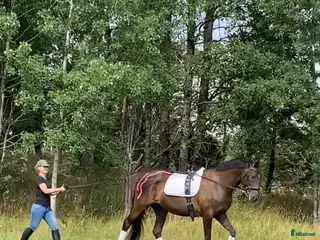 stallplats finnes: Fullservicestall för kortare och längre tid finnes - Annons 1