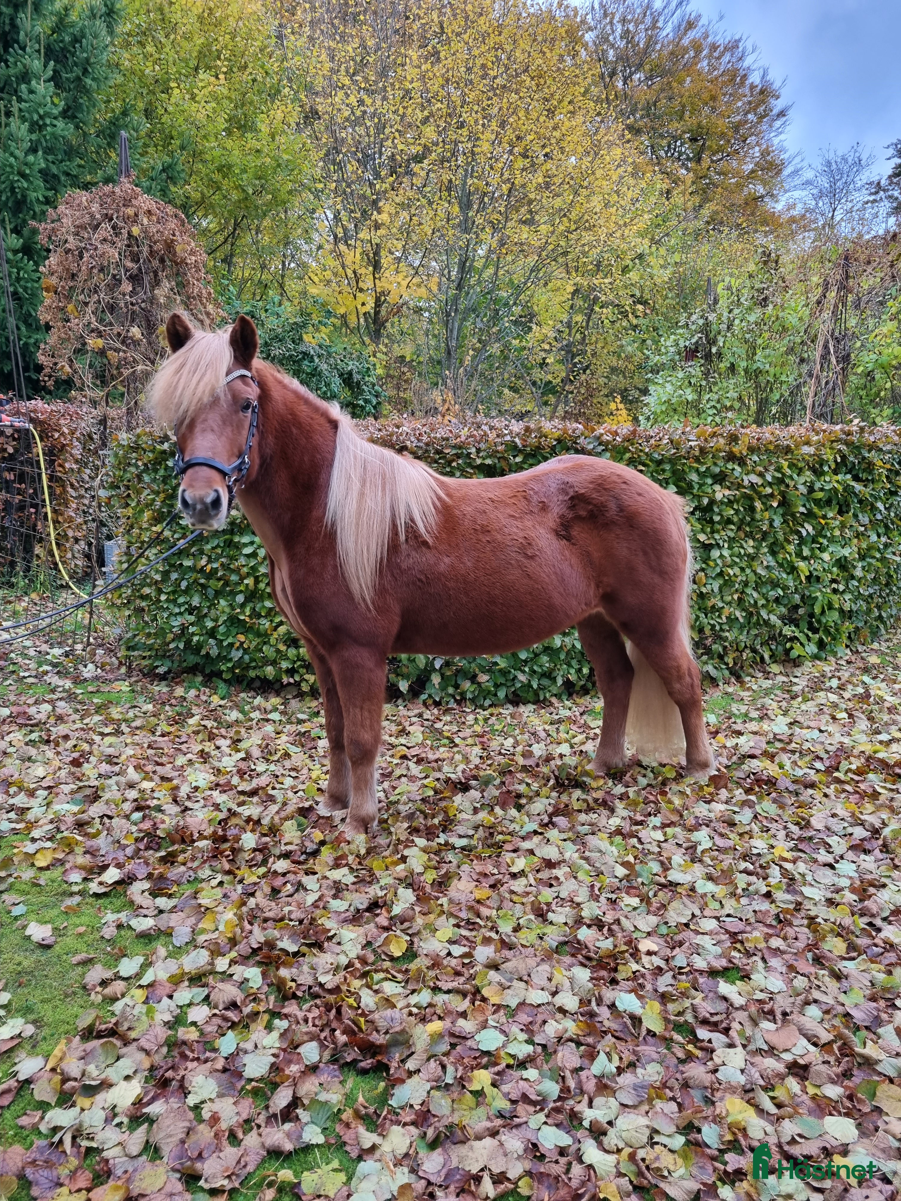  hästar Tävling/träning/skogsmulle i Gärsnäs - Annons 3