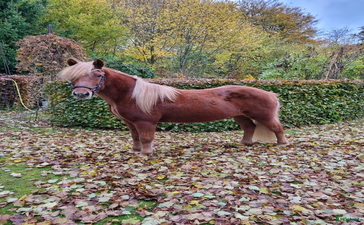 hästar Tävling/träning/skogsmulle i Gärsnäs - Annons 10