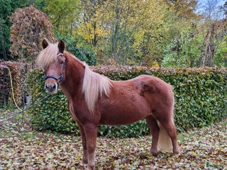 hästar Tävling/träning/skogsmulle i Gärsnäs - Annons 4