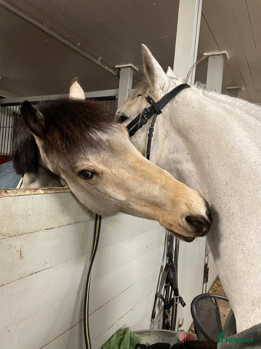  stallplats finnes: Välkommen till vårat stallgäng i Upplands Väsby - Annons 1