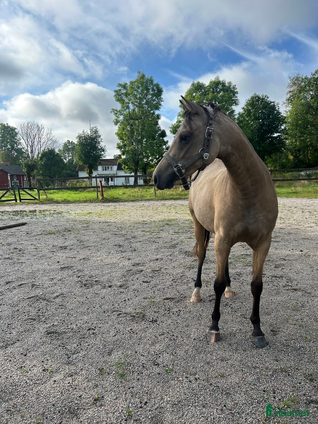 Allround hästar till salu: Fin dubbeltalang med prestationsstam i Vintrosa - Annons 6