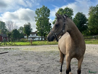 hästar Fin dubbeltalang med prestationsstam - Annons 16