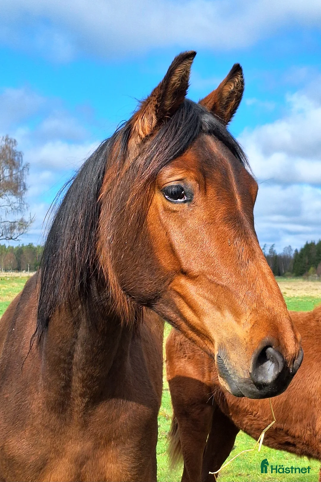 Dressyr hästar till salu: Vackert gångartssto - Annons 3