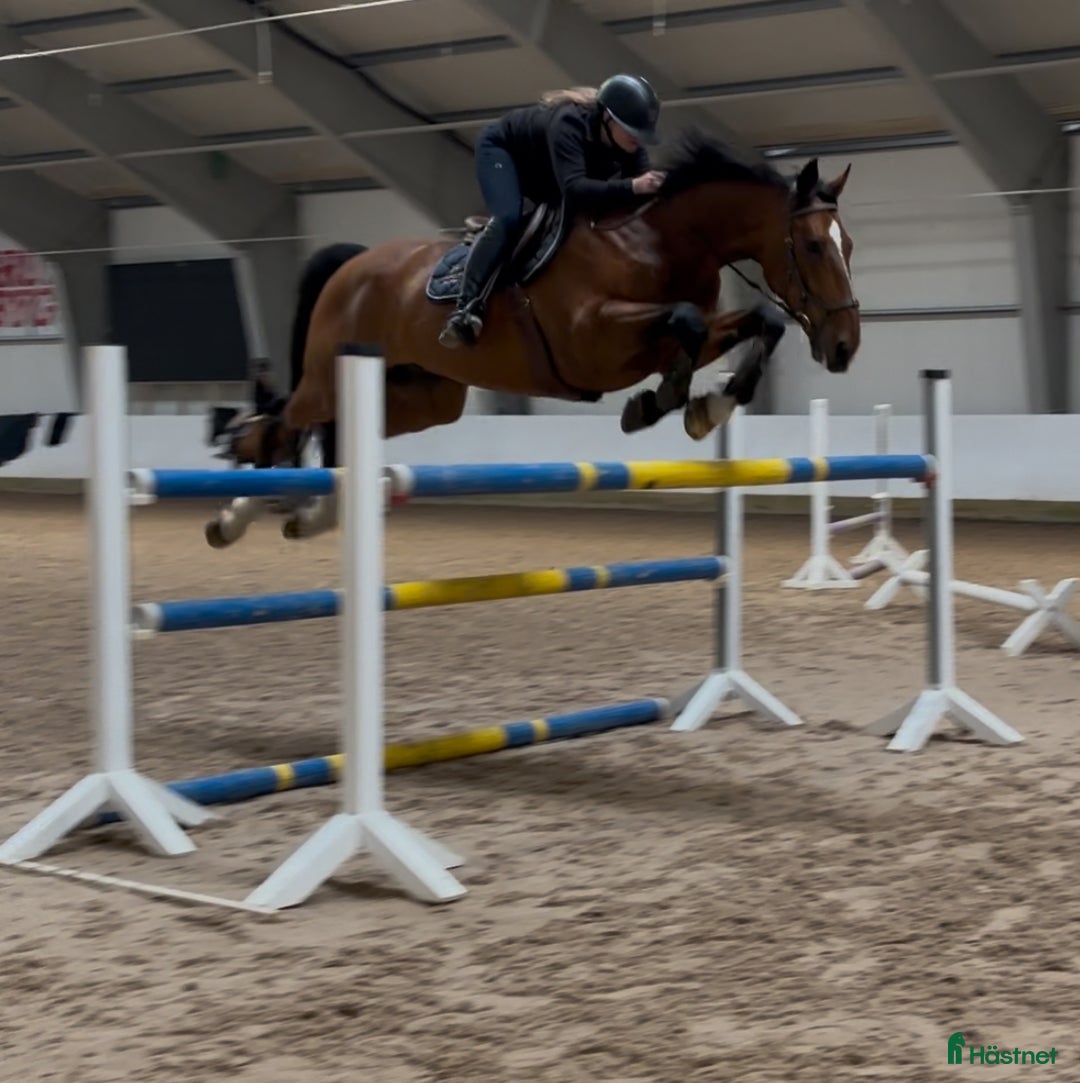 Hoppning hästar till salu: Magisk sprang hest, junior/youngrider i Aksdal - Annons 13