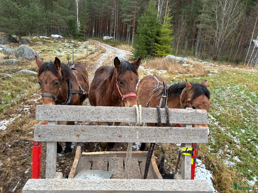 Körning hästar till salu: Välhanterat Hingstföl  i Alfta - Annons 2
