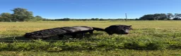 Allround hästar till salu: Två shetlandsponnyer söker nytt kärleksfullt hem!  i Dala-järna - Annons 6