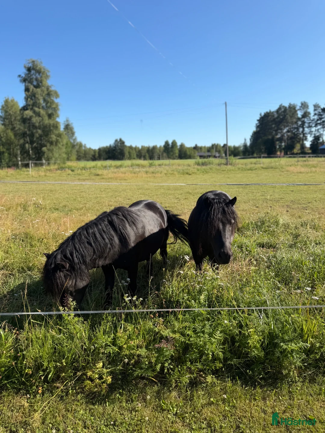 Allround hästar till salu: Två shetlandsponnyer söker nytt kärleksfullt hem!  i Dala-järna - Annons 6
