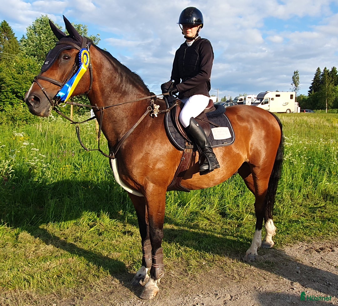 Allround hästar till salu: Bästa kompis/mor/dotter häst i Sundsvall - Bild 1