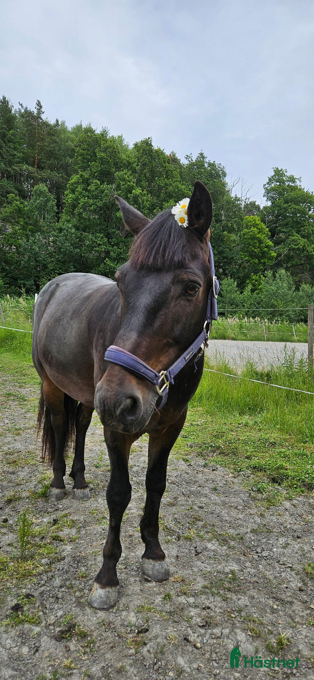 Allround hästar till salu: Härlig allroundponny i Sparreholm - Annons 1