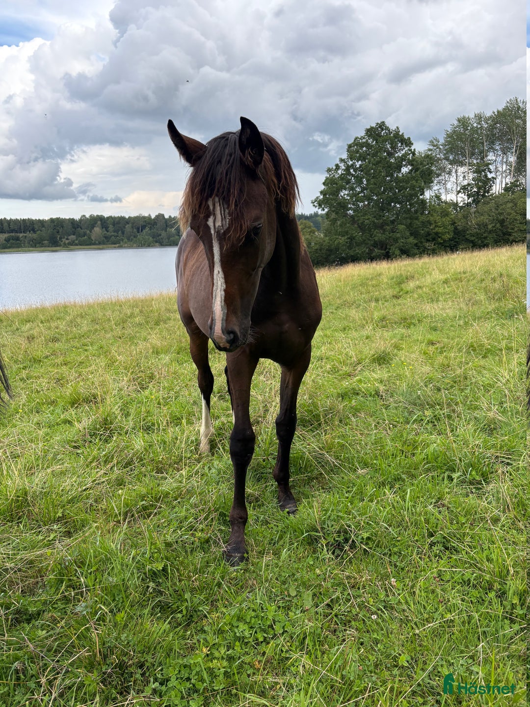 Hoppning hästar till salu: Framtidsstjärna! Hoppstammad blivande tvååring! i Björkvik - Annons 4