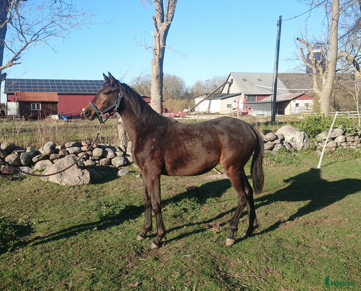  hästar Lovande gångartssto - Annons 11