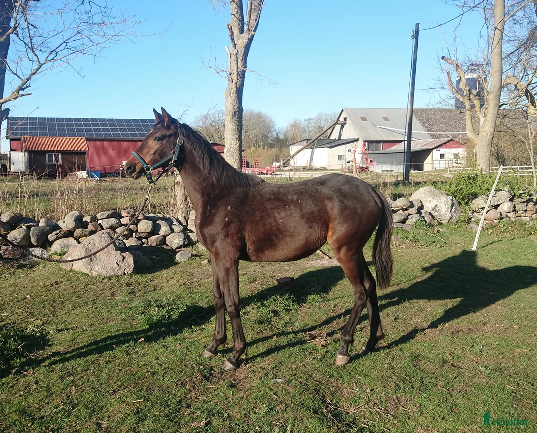 Dressyr hästar till salu: Lovande gångartssto - Annons 1