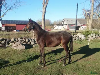 hästar Lovande gångartssto - Annons 1