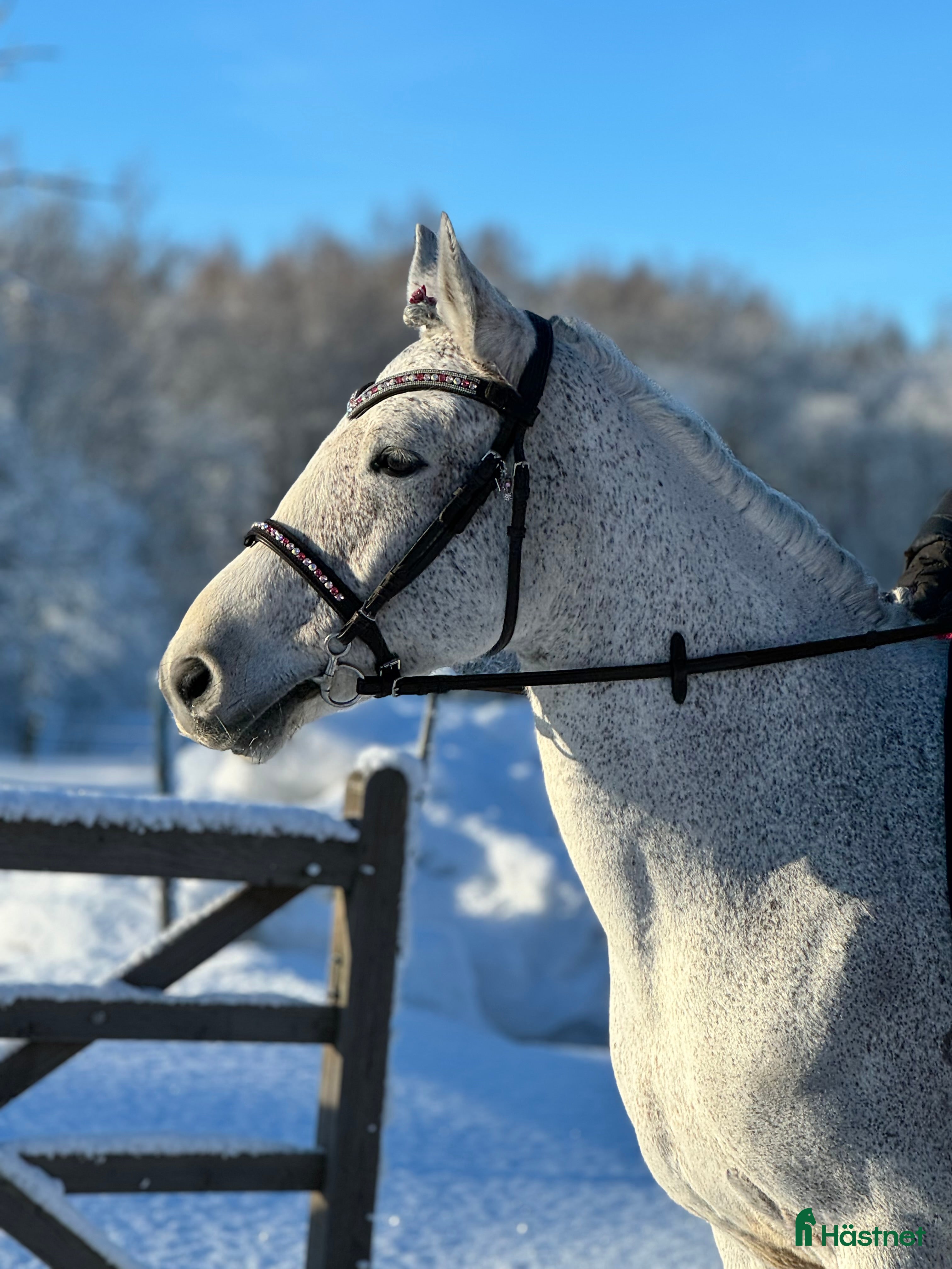 hästar Vackraste ponnyn - Annons 1