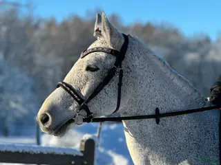 hästar Vackraste ponnyn - Annons 1