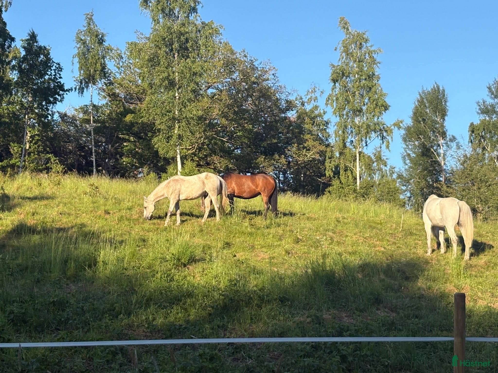 hästar Snäll häst sökes  - Annons 4
