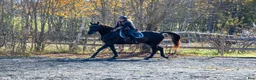 Allround hästar till salu: 5 Års Akhal-Teke Vallak Til Salgs i Raufoss - Annons 18