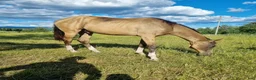 Allround hästar till salu: Akhal-Teke Yearling Colt For Sale - Annons 3