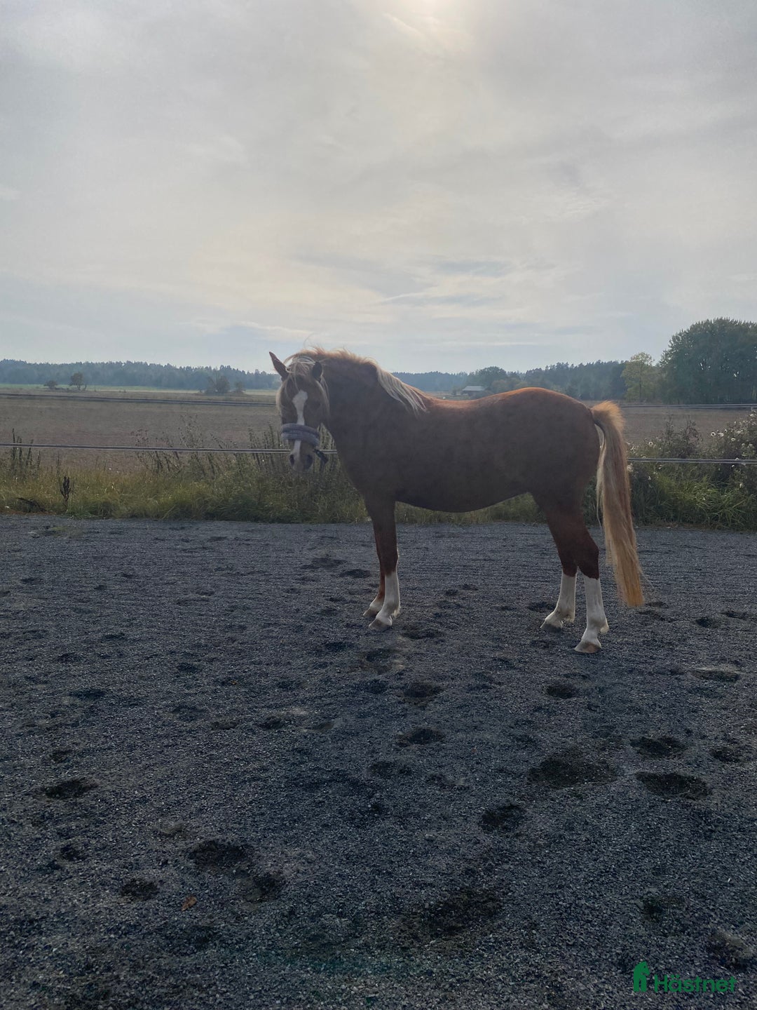 Allround hästar till salu: Welsh partbreed - drömponny! i Köping - Annons 2
