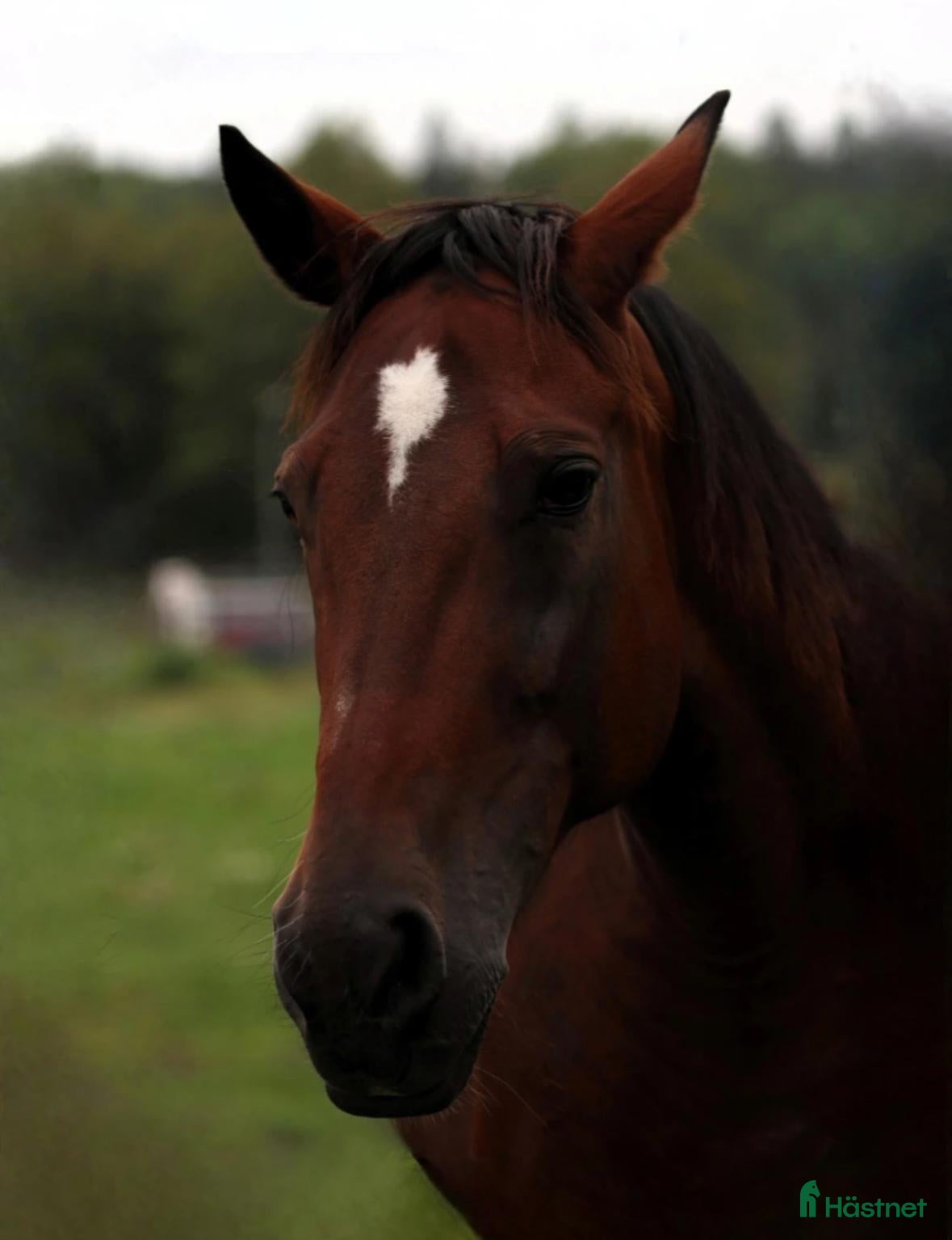  hästar Vackert varmblodssto söker lugnt och tryggt hem! i Tyresö - Annons 1