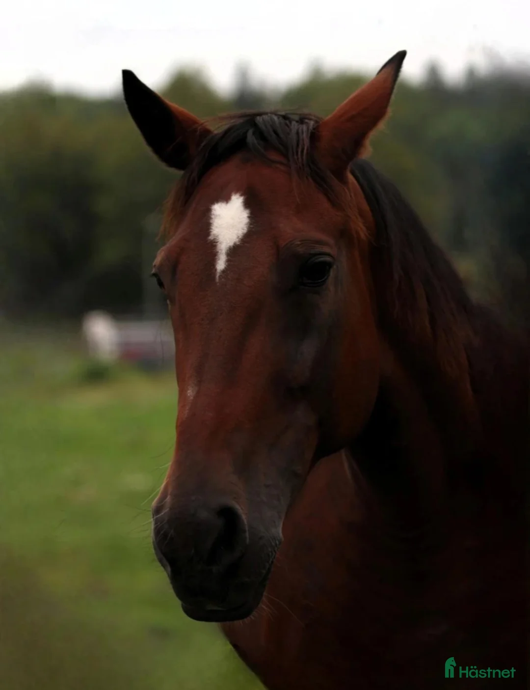 Allround hästar till salu: Vackert varmblodssto söker lugnt och tryggt hem! i Tyresö - Annons 1