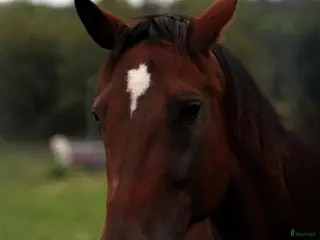 hästar Vackert varmblodssto söker lugnt och tryggt hem! - Annons 9