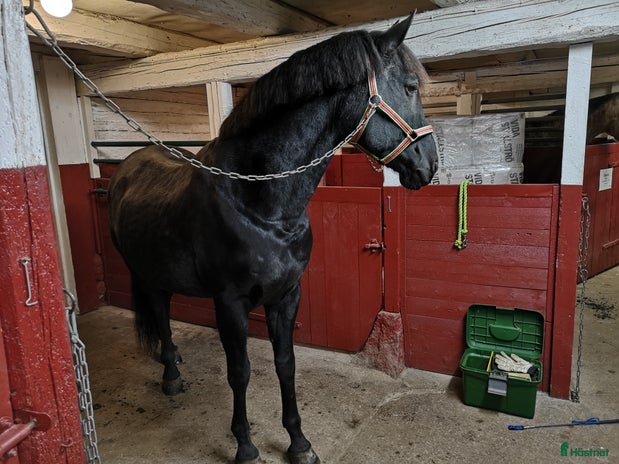 stallplats i Tranås - Annons 14
