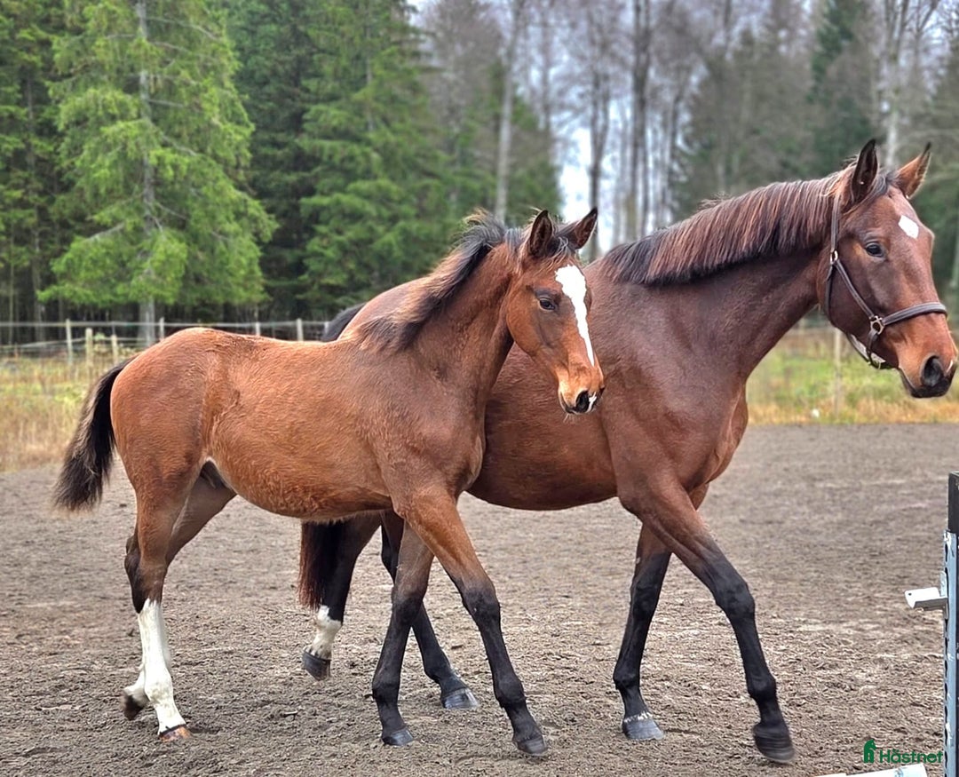 Allround hästar till salu: Charmigt hingstföl e. Hemerald i Skillingaryd - Annons 5