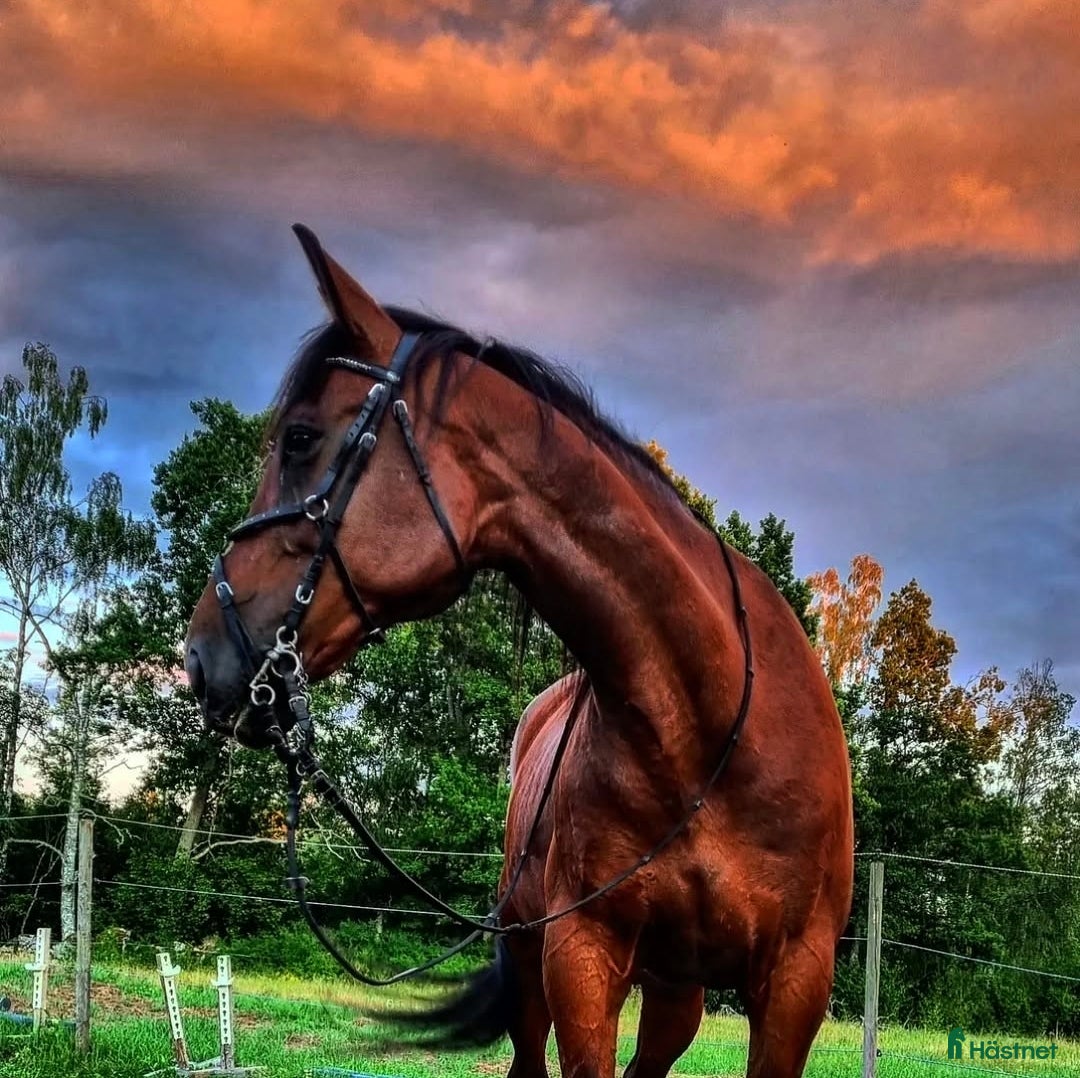 Allround hästar till salu: Trevligt varmblodssto i Örsjö - Annons 2