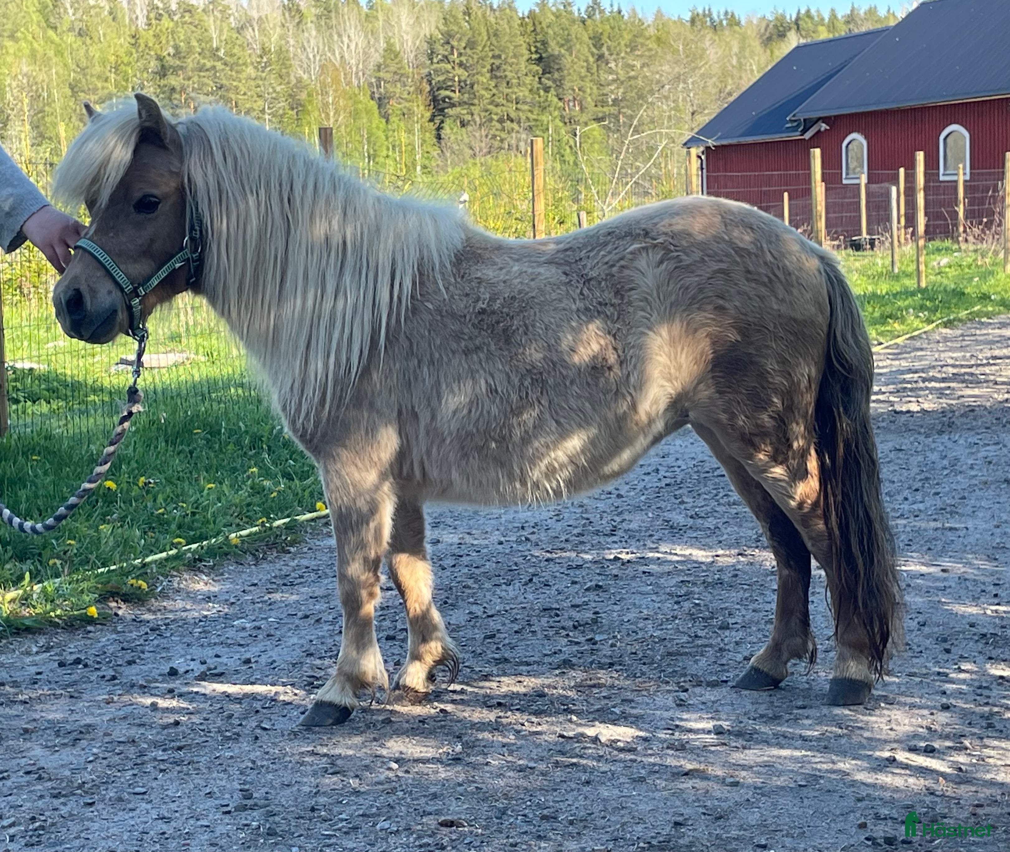  hästar Mushroom minishetlandssto!  i Heby - Annons 1