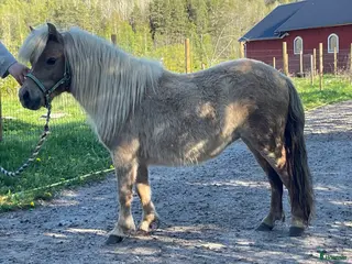 hästar Mushroom minishetlandssto! i Heby - Annons 14