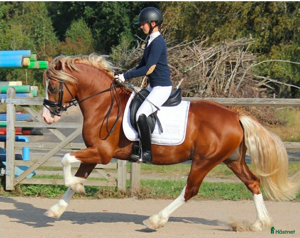  hästar Trevlig Welsh Partbred säljes. - Annons 18