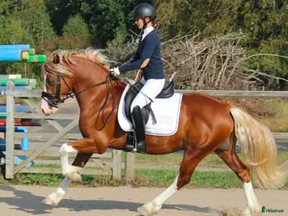 hästar Trevlig Welsh Partbred säljes. - Annons 18