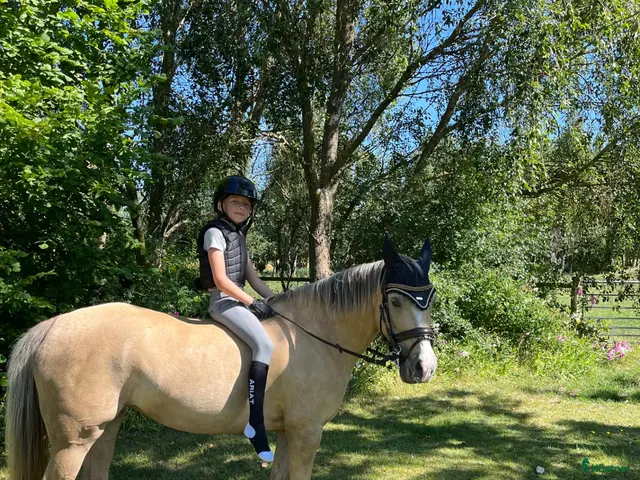 hästar till salu: Runsås Midnight Suprice FEI Ponny - Annons 2