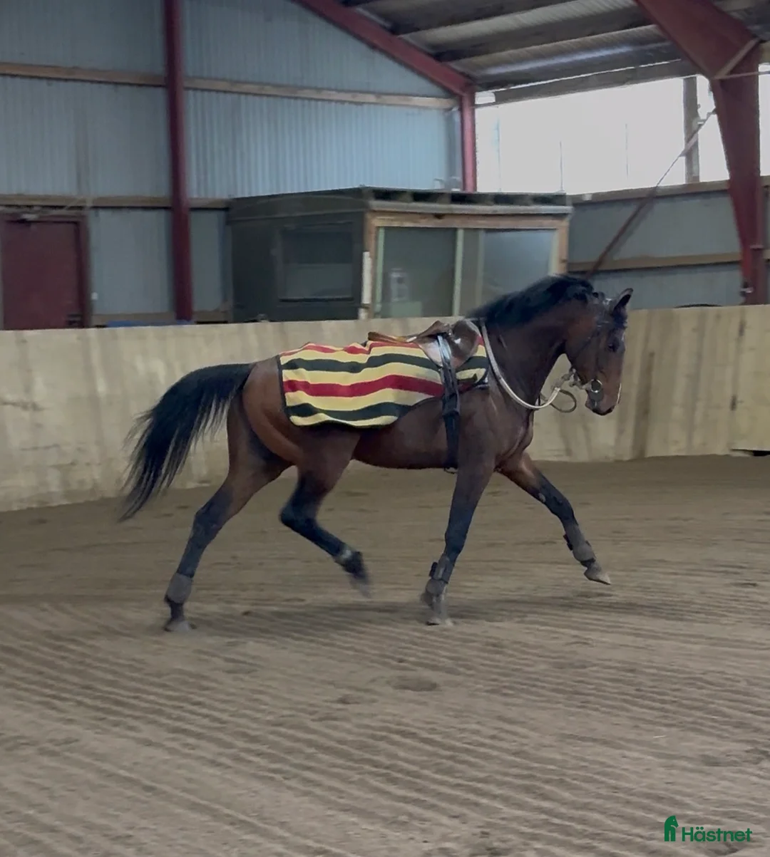 Allround hästar till salu: Fullblodshingst- framtida partner❤️ - Annons 2