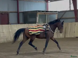 hästar Fullblodshingst- framtida partner❤️ - Annons 17