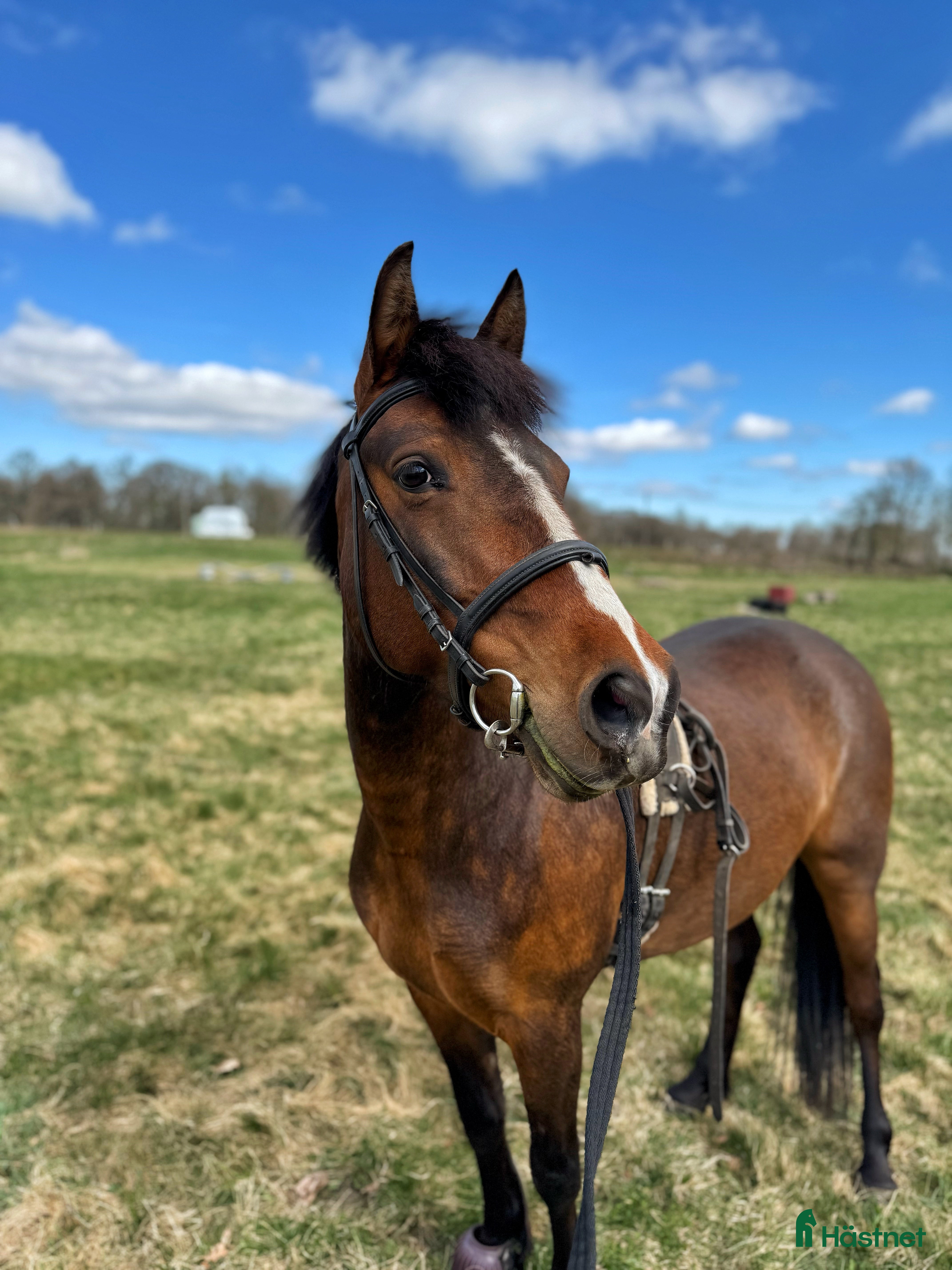  hästar Sweetie Pie i Vikingstad - Annons 18