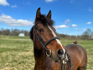 hästar Sweetie Pie i Vikingstad - Annons 18