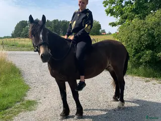 foderhäst Fodervärd sökes (ev framtida köp) - Annons 1