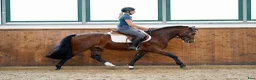 Allround hästar till salu: Eyecatcher Connemaraponny! - Annons 4