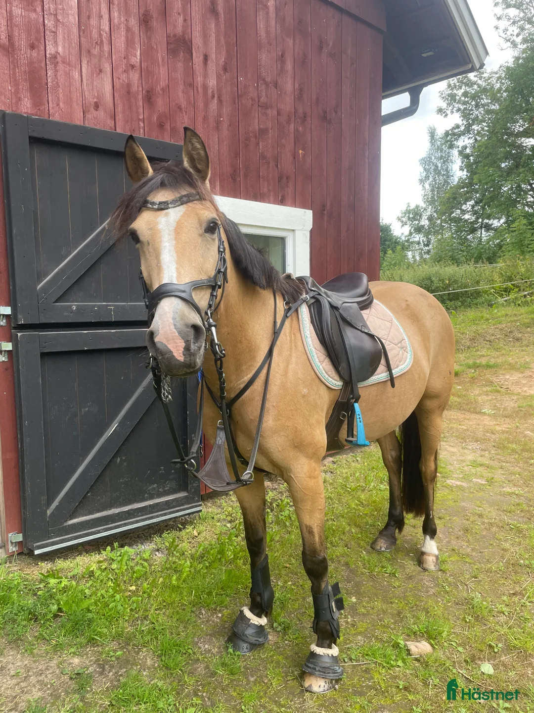 Allround hästar till salu: Snäll och pigg D-ponny - Annons 1