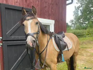 hästar Snäll och pigg D-ponny - Annons 17