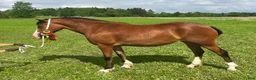 Allround hästar till salu: Femårigt welsh cob sto med framtiden för sig i Partille - Annons 1