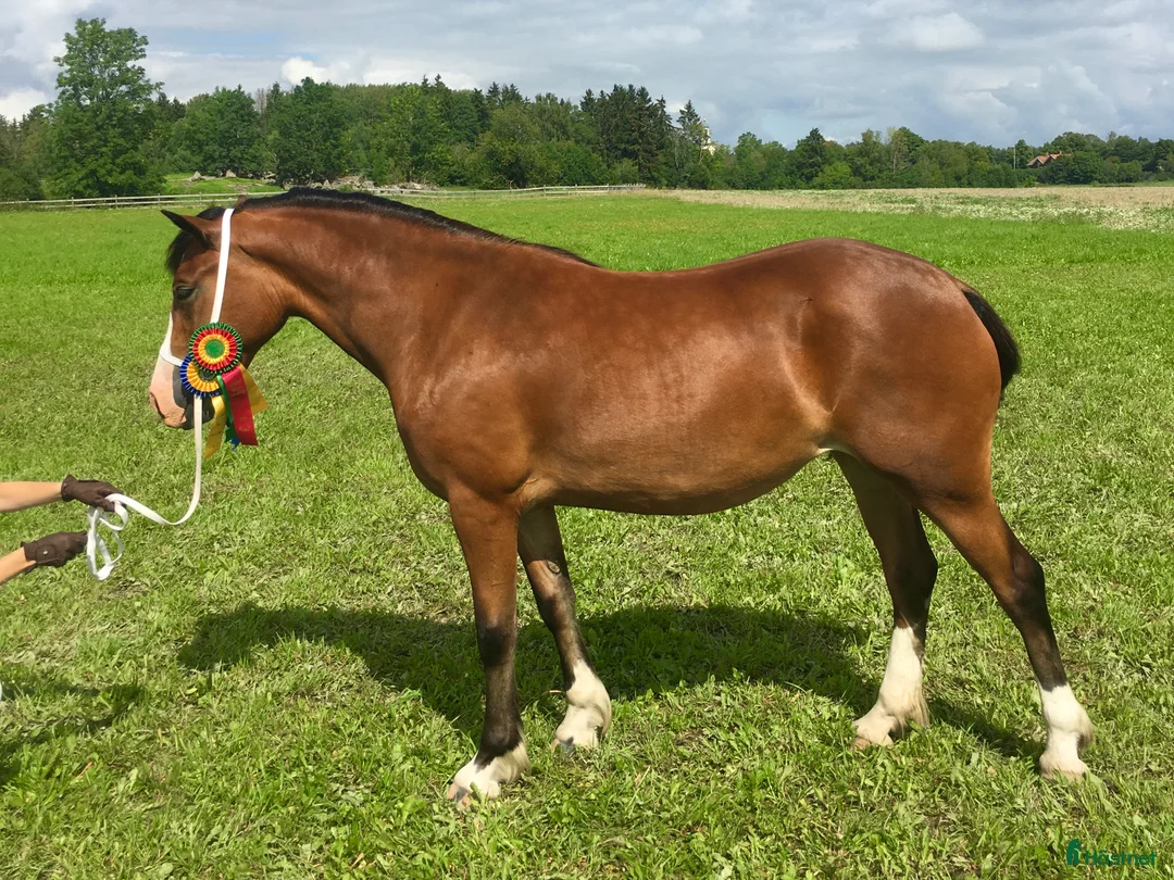 Allround hästar till salu: Femårigt welsh cob sto med framtiden för sig i Partille - Annons 1