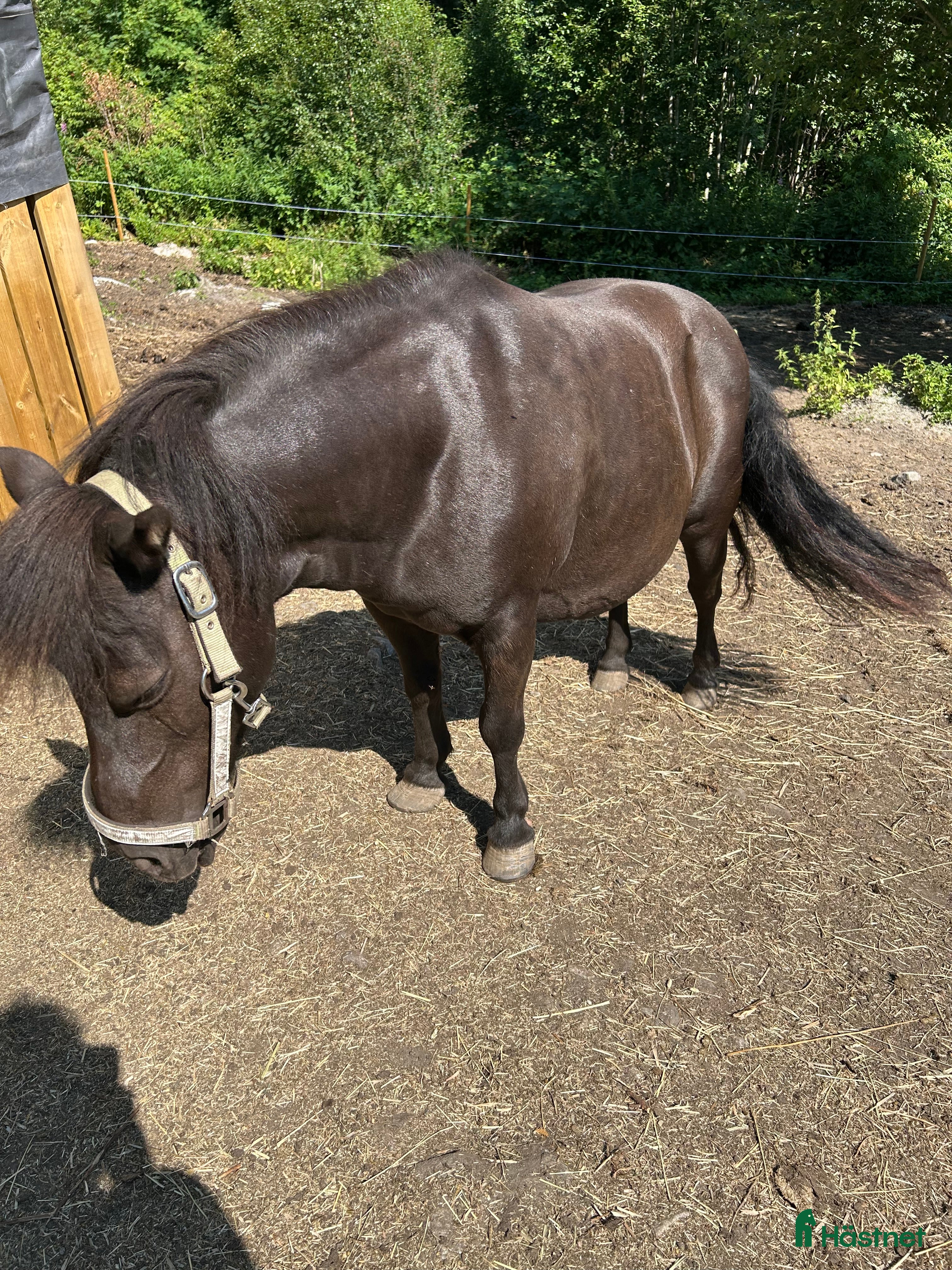  hästar Söker barnvänlig ponny i Bergsjö - Annons 1