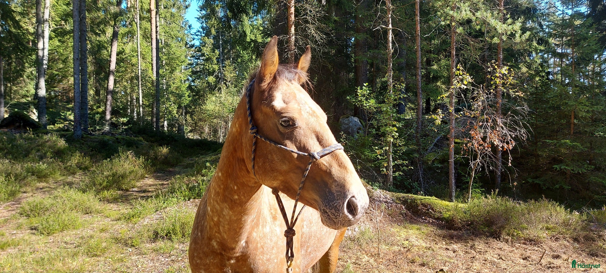  hästar Stabilt sto för hela familjen - Annons 1
